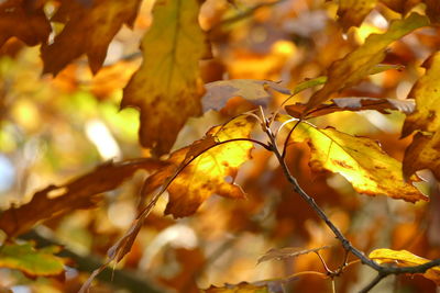 Close-up of autumnal leaves