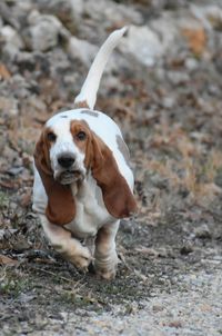 Portrait of dog on field