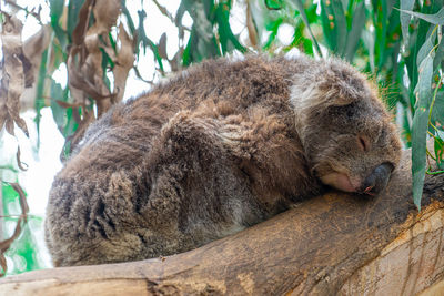 Close up high angle view of australian koala sleeping in tree showing ears nose eyes and claws