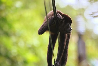 Monkey sitting on a tree