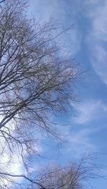 Low angle view of bare trees against blue sky