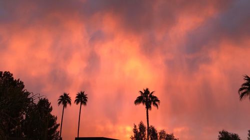 Low angle view of silhouette palm trees against dramatic sky