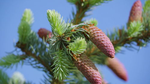 Close-up of pine cones on branch