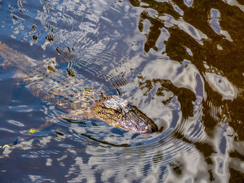 High angle view of turtle swimming in lake