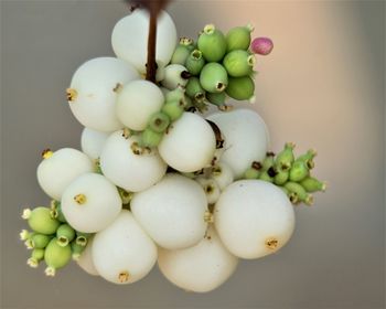 Close-up of grapes