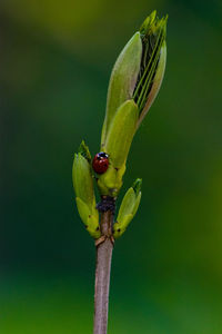 Close-up of ladybug on leaf