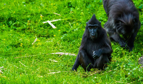 Portrait of a monkey sitting on field