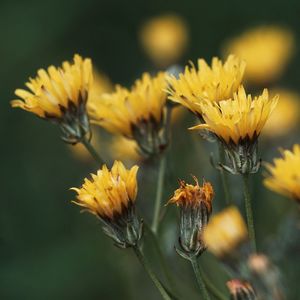 Close-up of yellow flowering plant