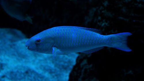 Fish swimming in sea