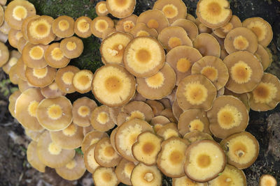 Close-up of mushrooms