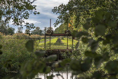 Plants growing on field against sky