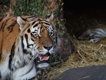 Close-up of a tiger