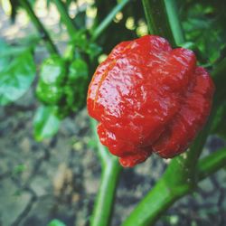 Close up of red leaf