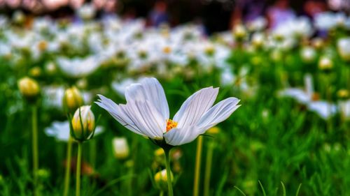 Close-up of white crocus flower