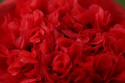 Full frame shot of red roses