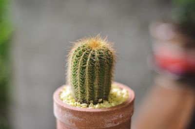 Close-up of cactus plant in pot