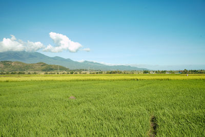 Scenic view of agricultural field against sky
