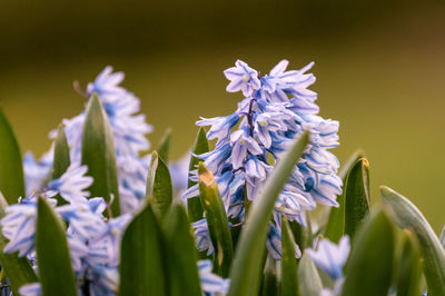 Close-up of purple flowers blooming in field