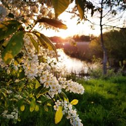 Close-up of flowers blooming on tree