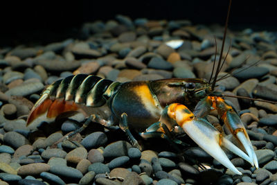 Close-up of fish in sea