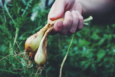 Cropped image of hand harvesting onions