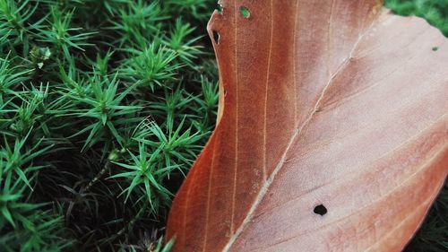 Close-up of fresh green grass