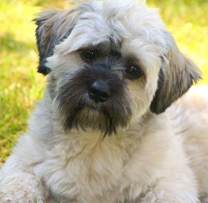 Close-up portrait of dog