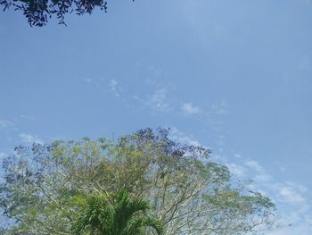 Low angle view of tree against sky