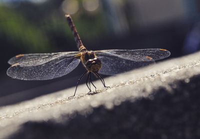 Close-up of insect