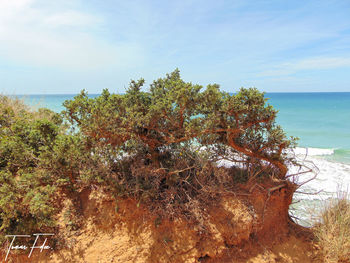 Tree by sea against sky