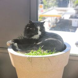 Portrait of cat by potted plant