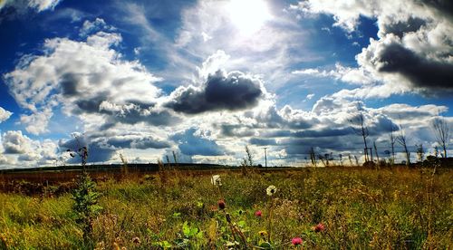 Scenic view of field against sky