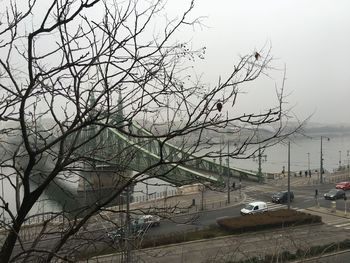 Bare trees in calm sea