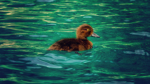 Duck swimming in lake