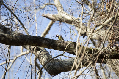 Low angle view of birds perching on bare tree