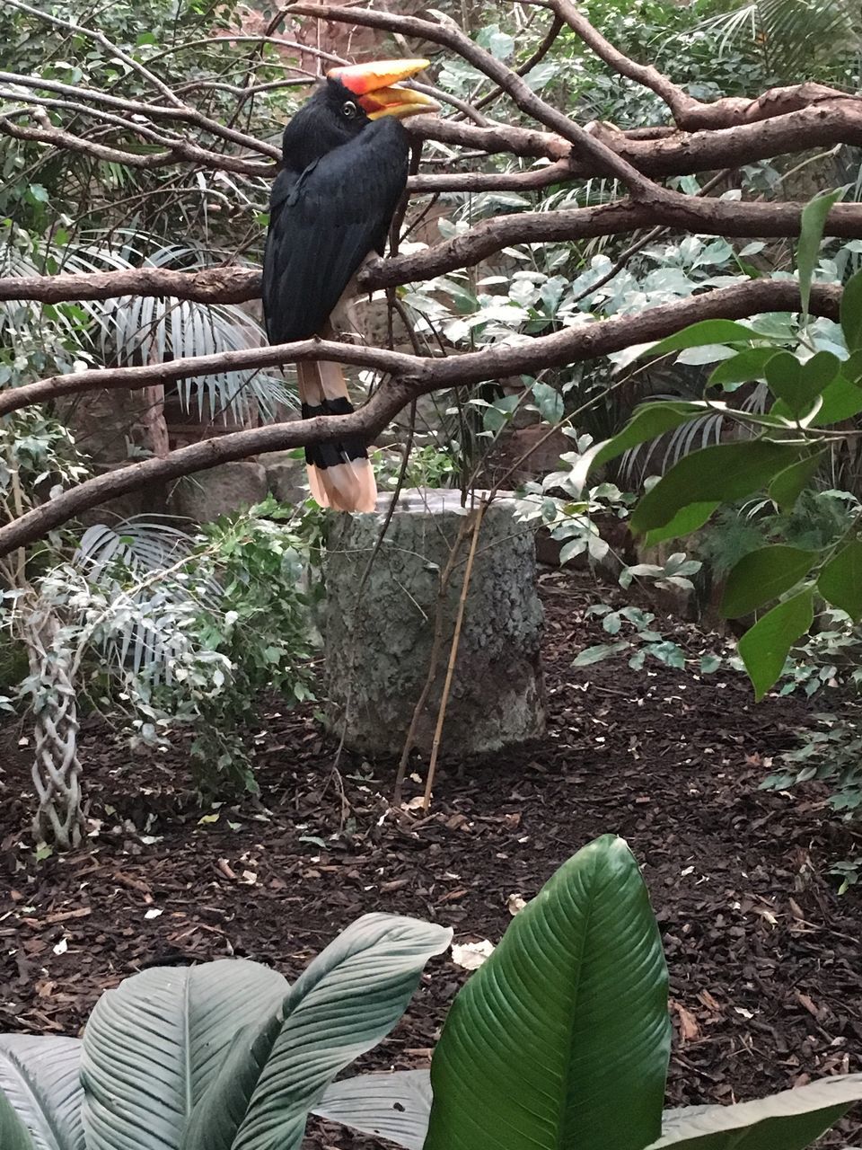 bird, animal themes, one animal, animals in the wild, tree, animal wildlife, leaf, no people, day, branch, nature, perching, outdoors, beauty in nature, mammal