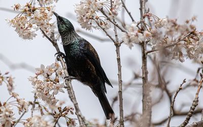 Bird perching on cherry tree