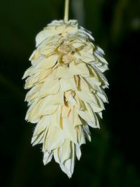 Close-up of white flowers blooming outdoors