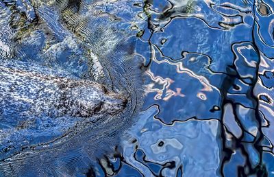 High angle view of seal swimming in sea