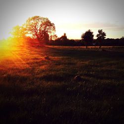 Trees on field against sky at sunset