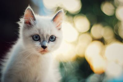 Close-up portrait of white cat