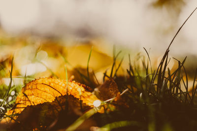 Close-up of autumn leaves on field against sky