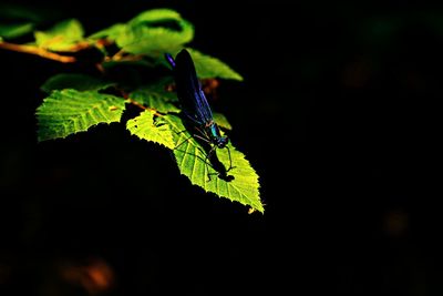 Close-up of insect on leaf