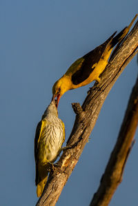 Bird perching on a tree