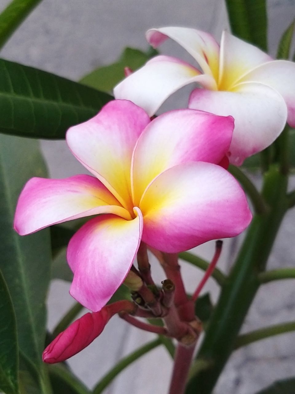 CLOSE-UP OF PINK FLOWER