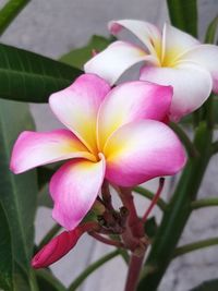 Close-up of pink frangipani flowers