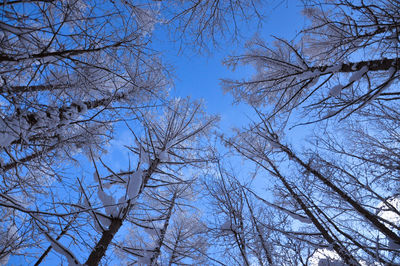 Low angle view of bare trees against sky