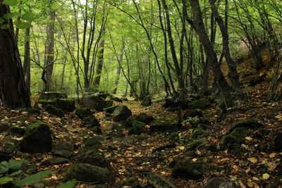 Trees growing in forest