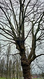 Low angle view of bare trees against sky