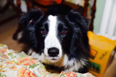 Close-up portrait of a dog